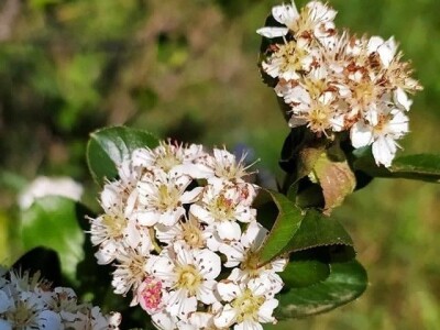 OPG Metlikovec OPG Metlikovec