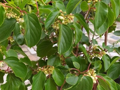 OPG Metlikovec OPG Metlikovec