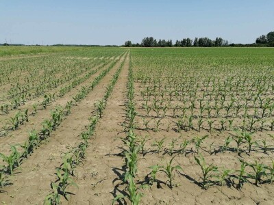 OPG Mihael Sklizović iz Miholjačkog Poreča