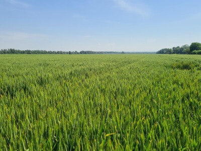 OPG Mihaela Mihalića OPG Mihaela Mihalića