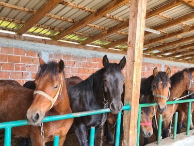 OPG Mihaela Mihalića OPG Mihaela Mihalića
