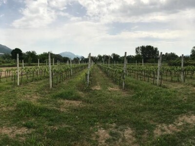 OPG Mihaljević iz Dusine kod Vrgorca