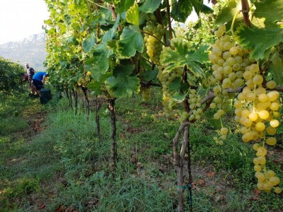 OPG Mihaljević iz Dusine kod Vrgorca