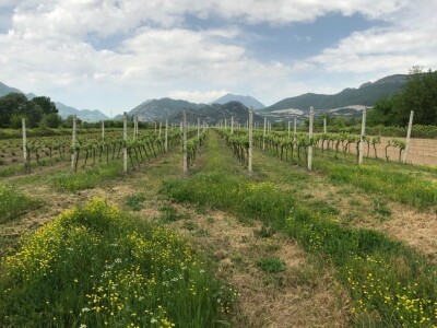 OPG Mihaljević iz Dusine kod Vrgorca