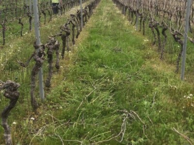 OPG Mihaljević iz Dusine kod Vrgorca