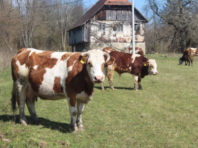 OPG Milan Radić