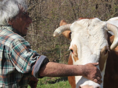 OPG Milan Radić OPG Milan Radić