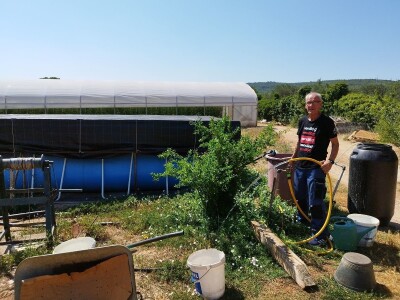 OPG MILAN RAK / COLIĆ TRADE: Umirovljenik iz Rakova sela povećao proizvodnju rajčice sa 3 na 60 tona!