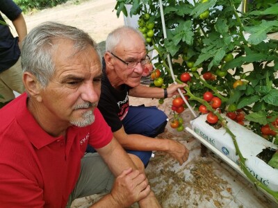 OPG MILAN RAK / COLIĆ TRADE: Umirovljenik iz Rakova sela povećao proizvodnju rajčice sa 3 na 60 tona!