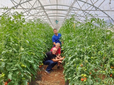 OPG MILAN RAK / COLIĆ TRADE: Umirovljenik iz Rakova sela povećao proizvodnju rajčice sa 3 na 60 tona!