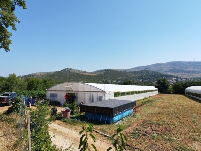 OPG MILAN RAK / COLIĆ TRADE: Umirovljenik iz Rakova sela povećao proizvodnju rajčice sa 3 na 60 tona!