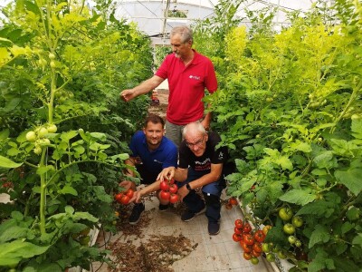 OPG MILAN RAK / COLIĆ TRADE: Umirovljenik iz Rakova sela povećao proizvodnju rajčice sa 3 na 60 tona!