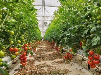 OPG MILAN RAK / COLIĆ TRADE: Umirovljenik iz Rakova sela povećao proizvodnju rajčice sa 3 na 60 tona!