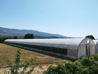 OPG MILAN RAK / COLIĆ TRADE: Umirovljenik iz Rakova sela povećao proizvodnju rajčice sa 3 na 60 tona!