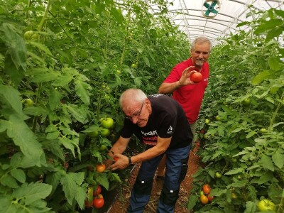 OPG MILAN RAK / COLIĆ TRADE: Umirovljenik iz Rakova sela povećao proizvodnju rajčice sa 3 na 60 tona!