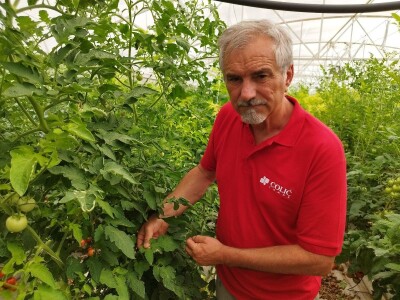 OPG MILAN RAK / COLIĆ TRADE: Umirovljenik iz Rakova sela povećao proizvodnju rajčice sa 3 na 60 tona!