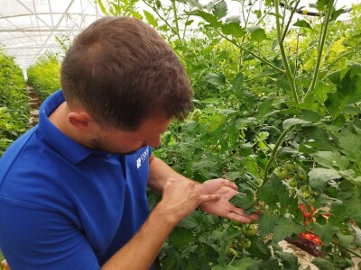 OPG MILAN RAK / COLIĆ TRADE: Umirovljenik iz Rakova sela povećao proizvodnju rajčice sa 3 na 60 tona!