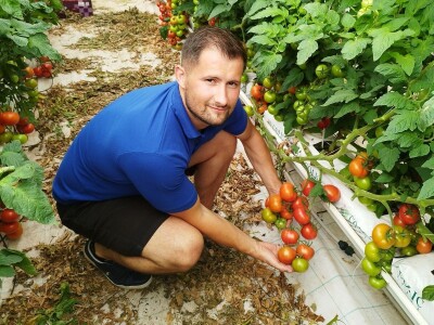 OPG MILAN RAK / COLIĆ TRADE: Umirovljenik iz Rakova sela povećao proizvodnju rajčice sa 3 na 60 tona!