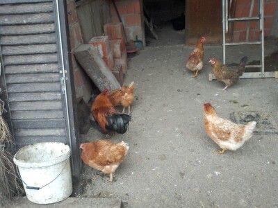 opg Miličević Bodanovci