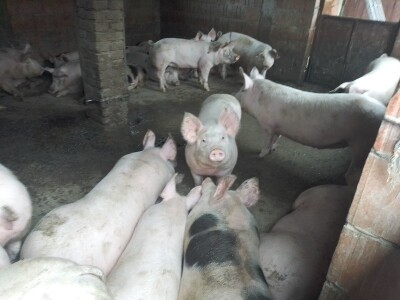 opg Miličević Bodanovci