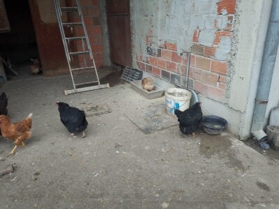 opg Miličević Bodanovci