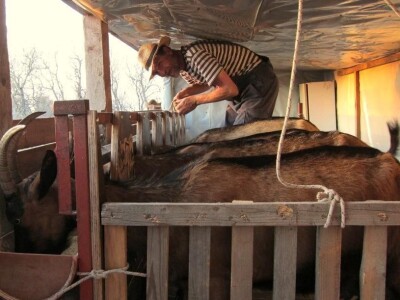 OPG Miodrag Ninković