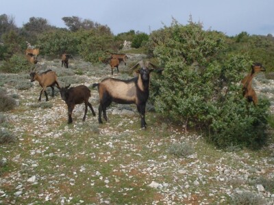 OPG Miodrag Ninković