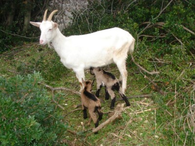 OPG Miodrag Ninković