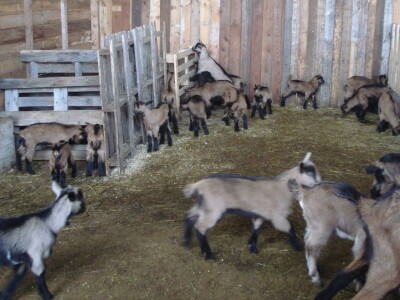 OPG Miodrag Ninković