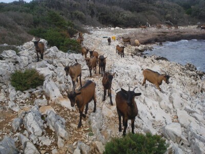 OPG Miodrag Ninković