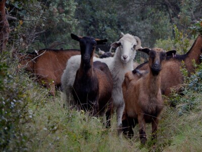 OPG Miodrag Ninković