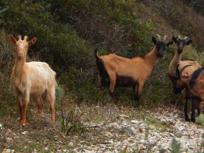 OPG Miodrag Ninković