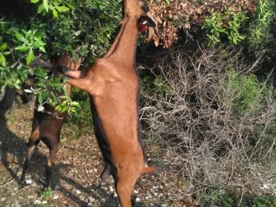 OPG Miodrag Ninković