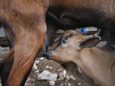 OPG Miodrag Ninković
