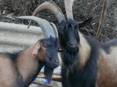 OPG Miodrag Ninković