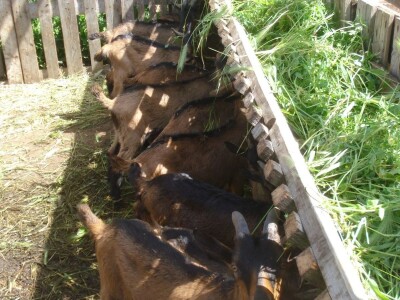 OPG Miodrag Ninković