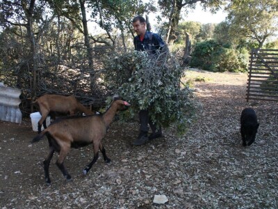 OPG Miodrag Ninković