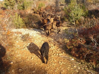 OPG Miodrag Ninković