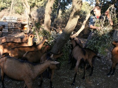 OPG Miodrag Ninković