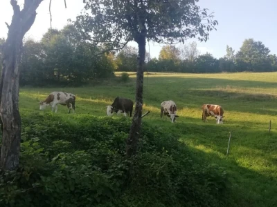 OPG Miščević
