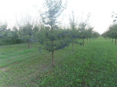 OPG Mladen Petrović