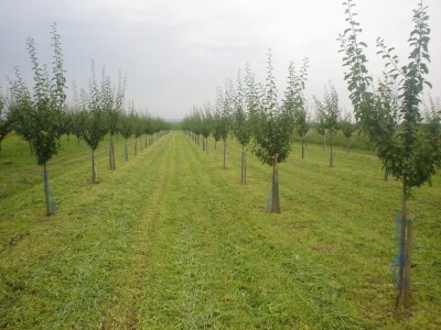 OPG Mladen Petrović