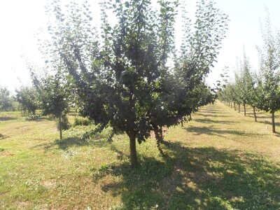 OPG Mladen Petrović