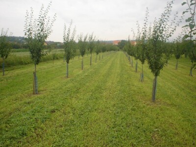 OPG Mladen Petrović