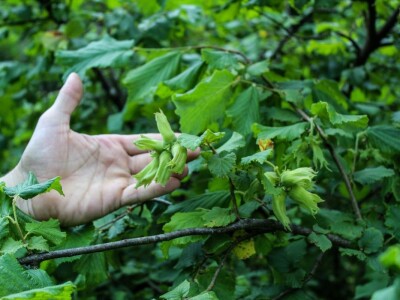 OPG Mlakar OPG Mlakar