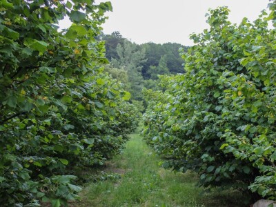 OPG Mlakar OPG Mlakar