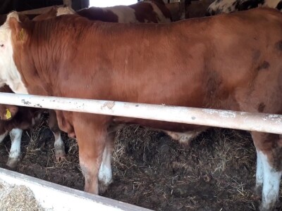 OPG Mužinić: Još jedan hrvatski bik najviše razine