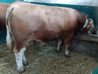 OPG Mužinić: Još jedan hrvatski bik najviše razine