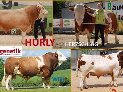 OPG Mužinić: Još jedan hrvatski bik najviše razine