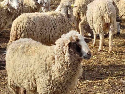 OPG Na kraju sela iz Kozarca